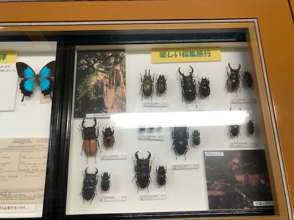 多摩動物公園の昆虫館 昆虫の種類や開館時間 ディープな虫たち ごりぶろ