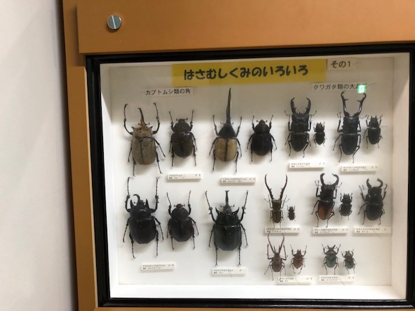 多摩動物公園の昆虫館 昆虫の種類や開館時間 ディープな虫たち ごりぶろ