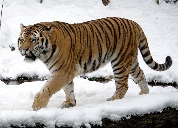写真つき 虎の種類一覧や大きさ 見分け方 絶滅種について ごりぶろ