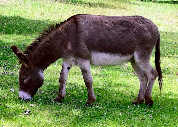 簡単な見分け方知ってる シマウマの種類一覧 模様や特徴 見分け方 ごりぶろ