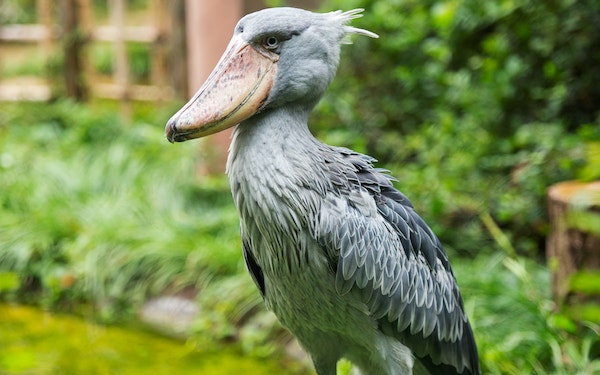 全国7ヶ所 ハシビロコウに会える 動物園まとめ ごりぶろ