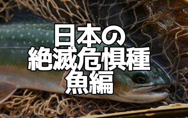 19年最新版 日本の絶滅危惧種 魚編 数や種類 絶滅した種類は ごりぶろ